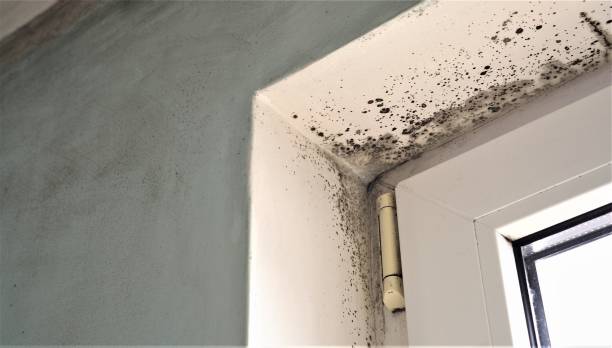 Environmental Consulting for Mold Prevention in Chaffee, MO