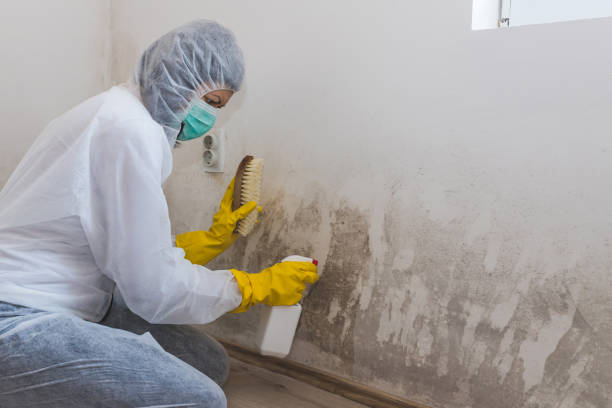 Best Post-Construction Mold Inspection  in Chaffee, MO