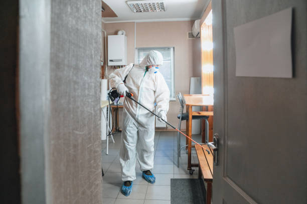 Best Black Mold Removal  in Chaffee, MO