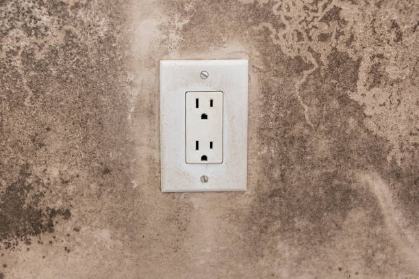 Professional Mold Removal in Chaffee, MO