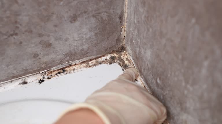 Best Asbestos and Lead Testing During Mold Inspection  in Chaffee, MO